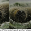 musch cribrellum larva7 volg2
